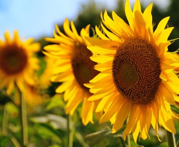 Tips on Growing Giant Sunflowers
