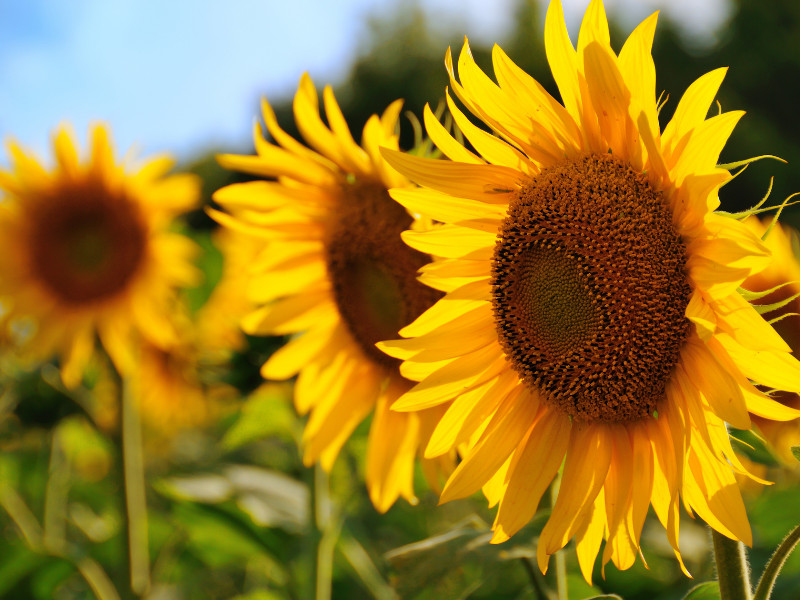 Tips on Growing Giant Sunflowers