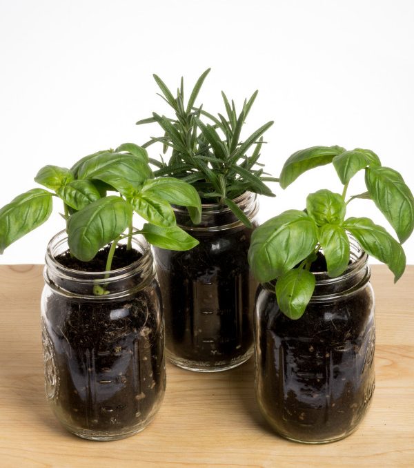 growing herbs in mason jars - mason jar garden