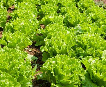 How to Grow Lettuce in Your Backyard