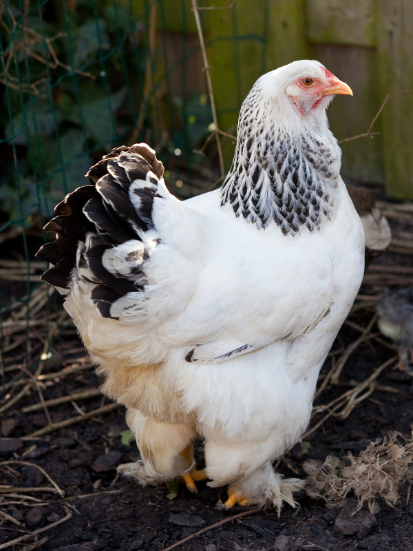 largest chicken breeds - brahmas