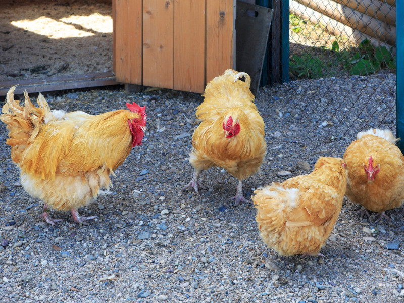 largest chicken breed Orpingtons