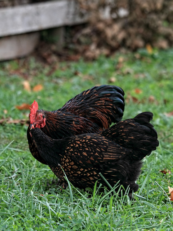 largest chicken breeds cochins