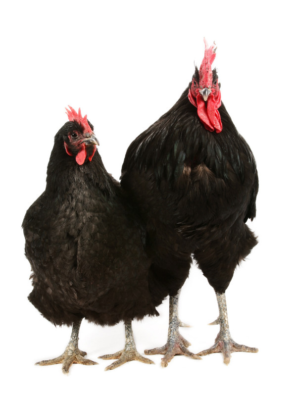 largest chicken breeds - jersey giants
