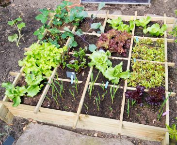 Square Foot Gardening Mistakes