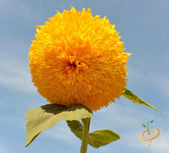 Sungold Tall Sunflower