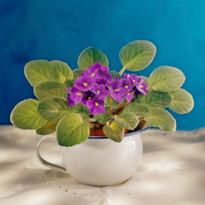 Best Indoor Plants - African Violets
