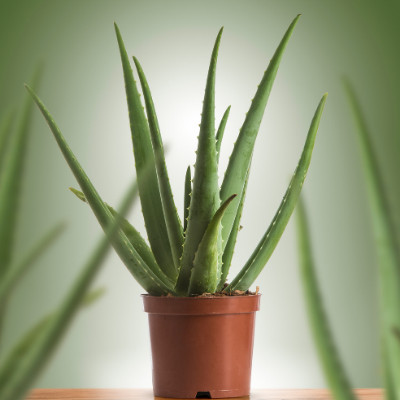 Best Indoor Plants - Aloe Vera