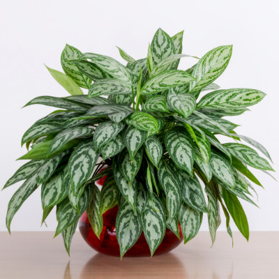 Best Indoor Plants Chinese Evergreen
