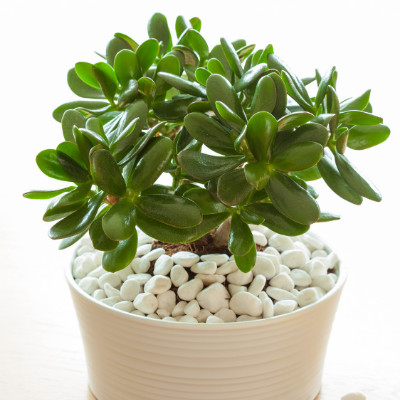 Best Indoor Plants - Jade Plant
