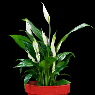 Best Indoor Plants Peace Lily
