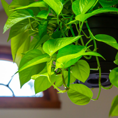 Best Indoor Plants Pothos