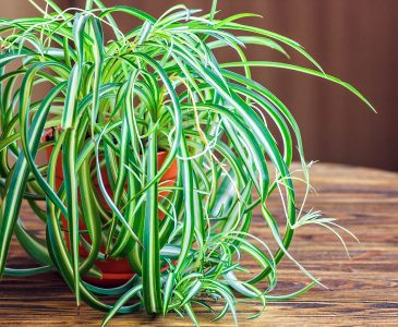 20 of the Best Indoor Plants to Have