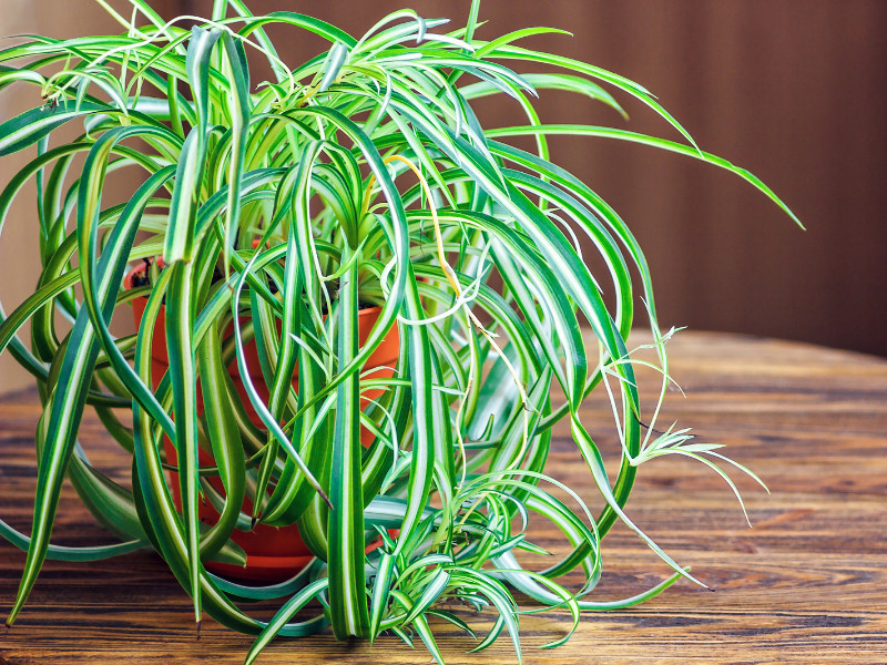 Best Indoor Plants - Spider Plant