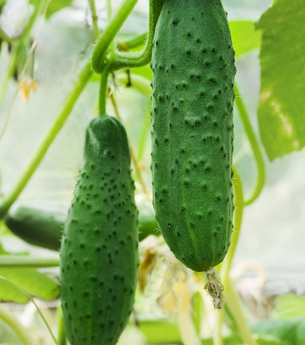 Backyard Kitchen Garden Cucumbers