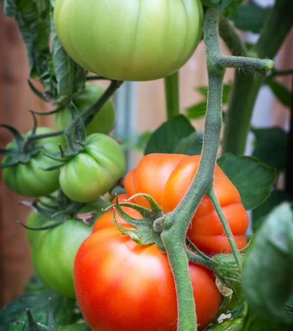 Backyard Kitchen Garden Tomatoes