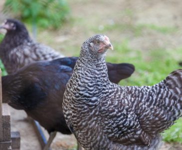 Chicken Worms and Natural Deworming Tips