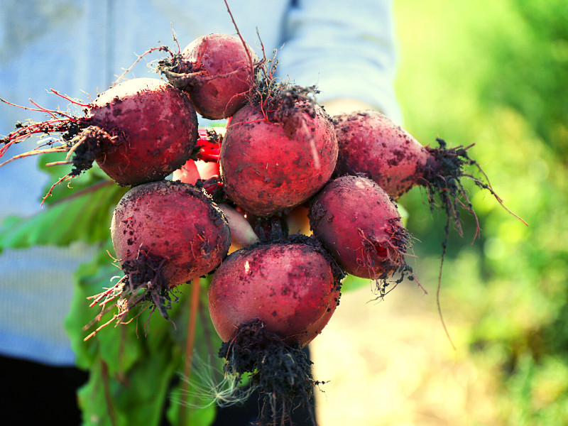 Growing Beets in your backyard - just harvested beets from the garden.