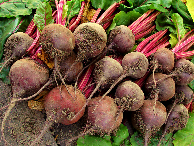 How to Grow Beets - freshly harvested beets