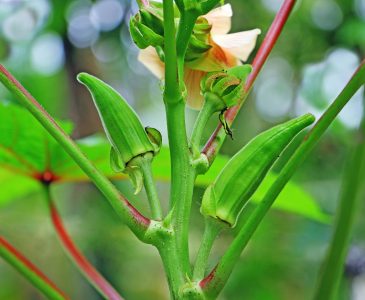 How to Grow Okra in Your Backyard