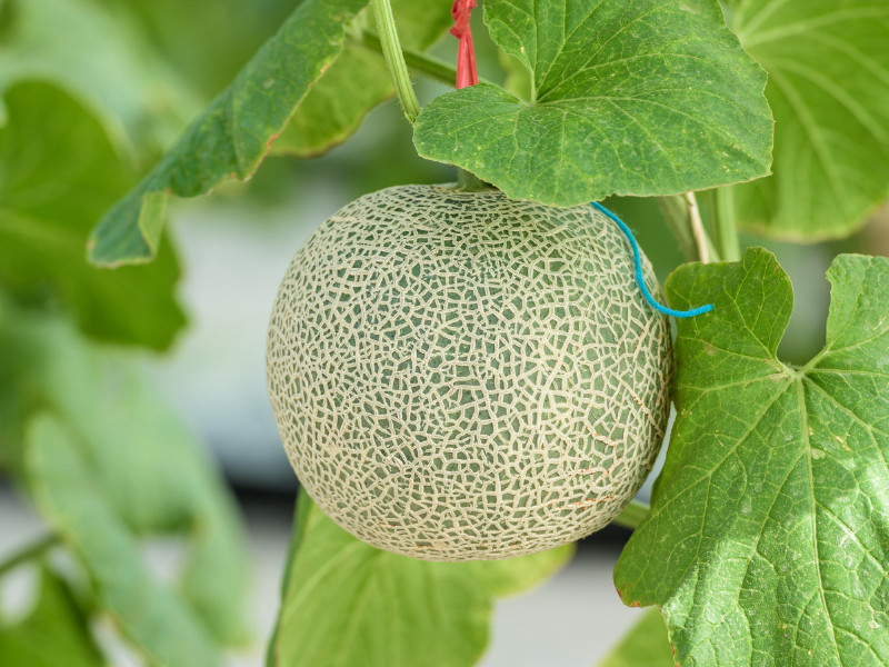 What to plant in may - cantaloupe