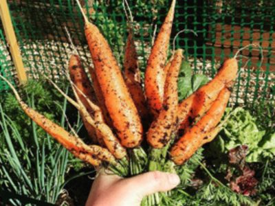 The Seeds You Need to Plant in May for a Summer Garden