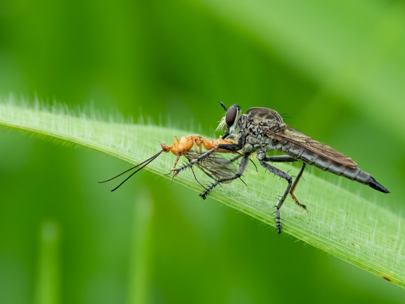 good bugs for vegetable gardens Assassin Flies