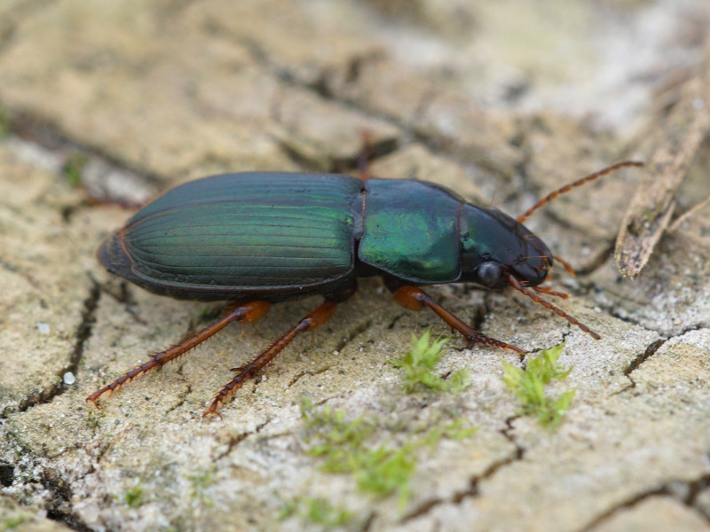 good bugs for vegetable gardens ground beetle