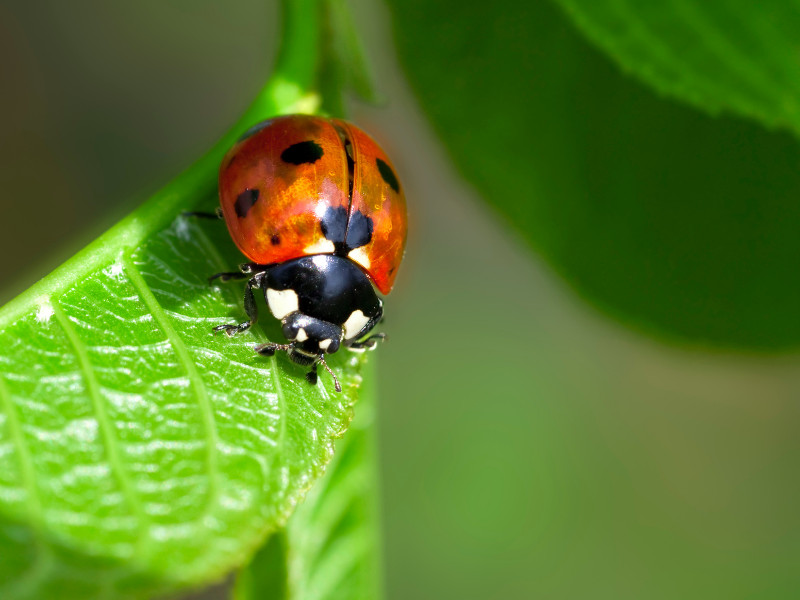 good bugs for vegetable gardens ladybugs