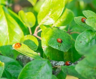 Good Bugs for Vegetable Gardens