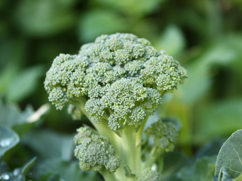 what to plant in june - broccoli