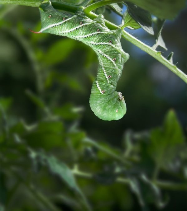 Getting Rid of Tomato Hornworms