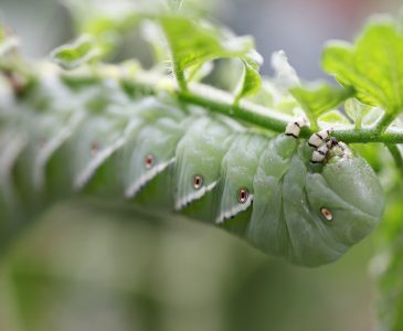 Getting Rid of Tomato Hornworms