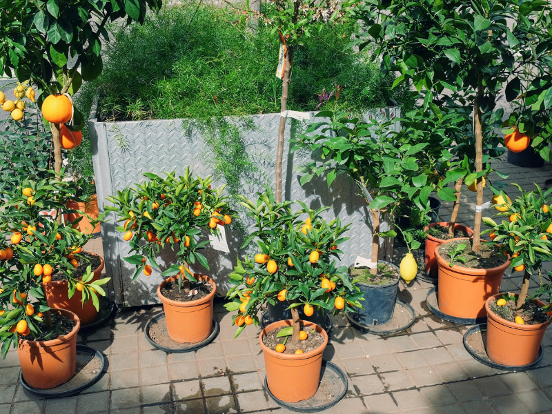 How to Grow the Citrus in Pots