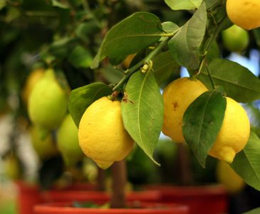 Growing Citrus in Pots