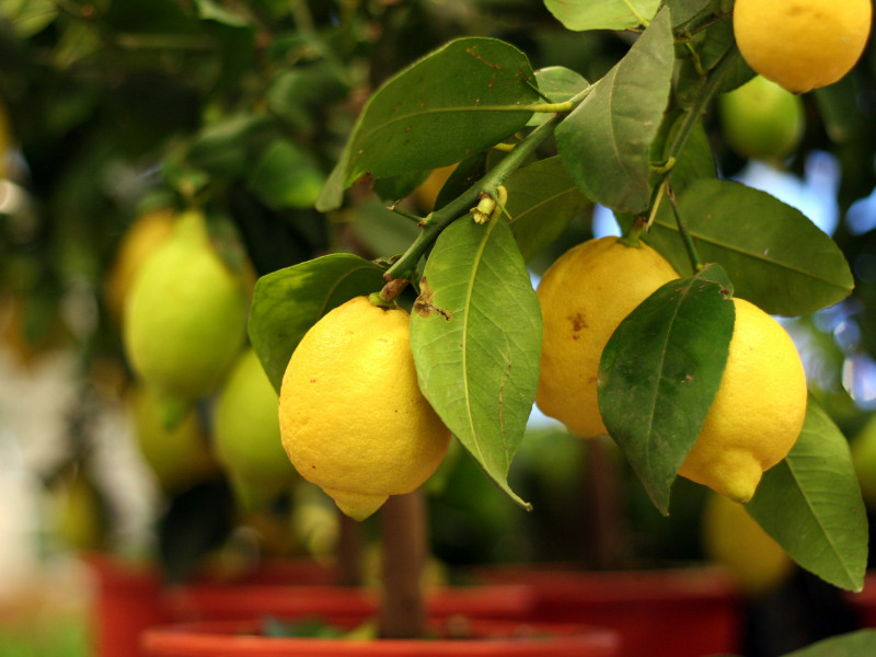 Growing Citrus in Pots - lemons