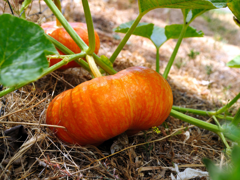 Growing Pumpkins at Home - Cinderella pumpkin
