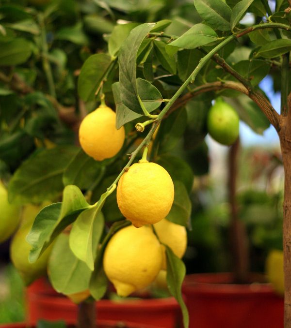 How to Grow the Citrus in Pots lemons