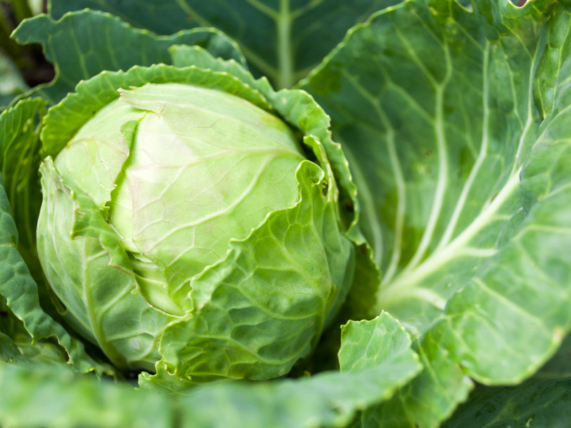 How to Plant and Grow Cabbage
