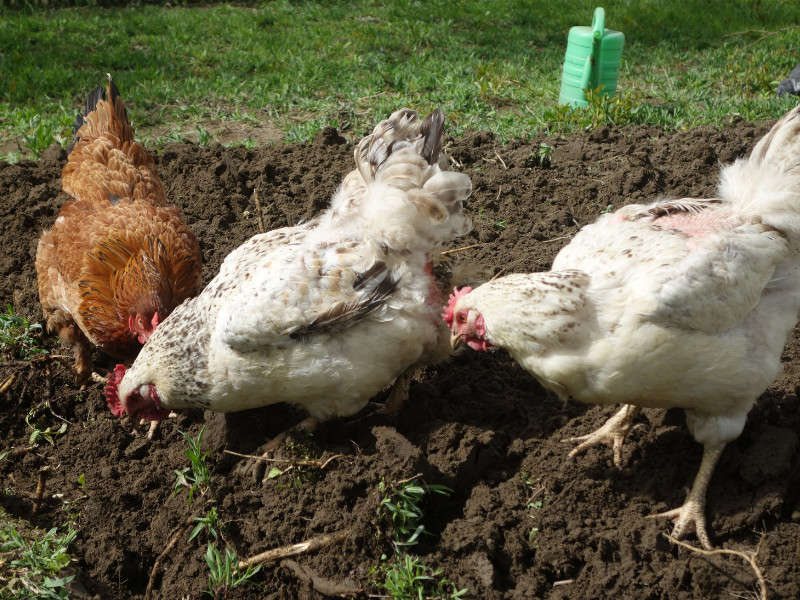 Checklist for Starting a New Homestead - chickens
