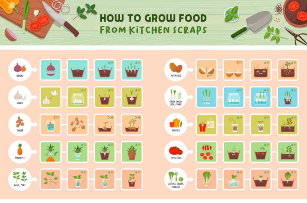 Vegetables You Can Grow From Scraps 