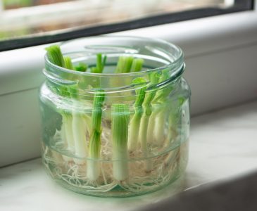 Vegetables You Can Grow From Scraps
