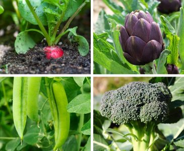 What to Plant in August for Your Fall Garden