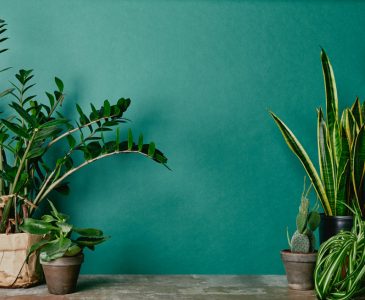 How to Maintain Indoor Plants