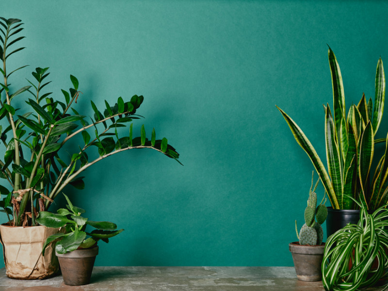 How to maintain indoor or house plants