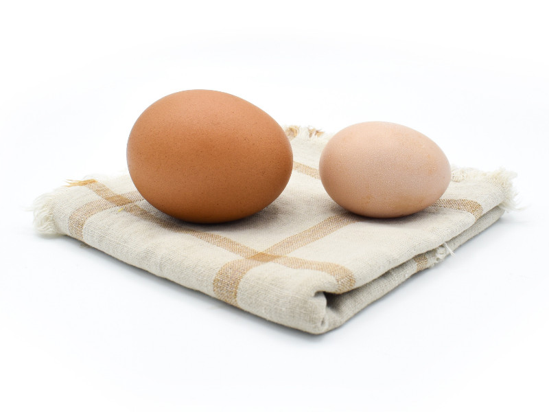 Bantam Chicken - Egg size comparison