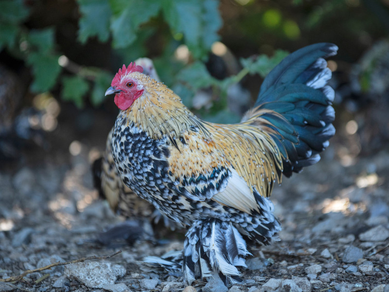 What Is a Bantam Chicken? Booted Bantam