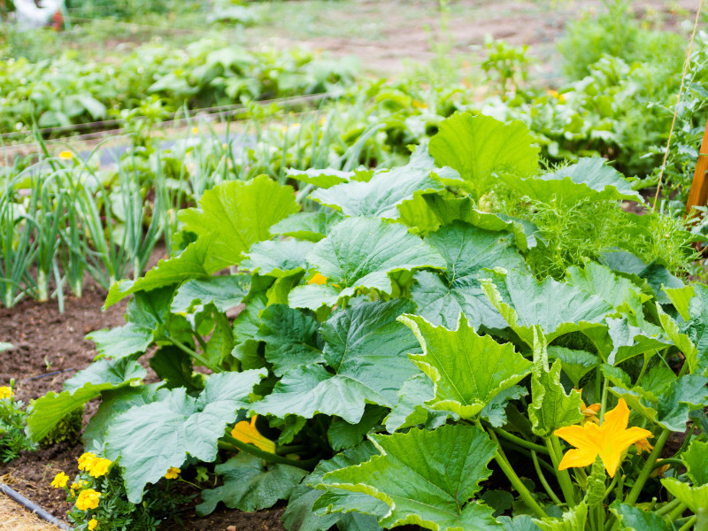 What to plant in a modern victory garden