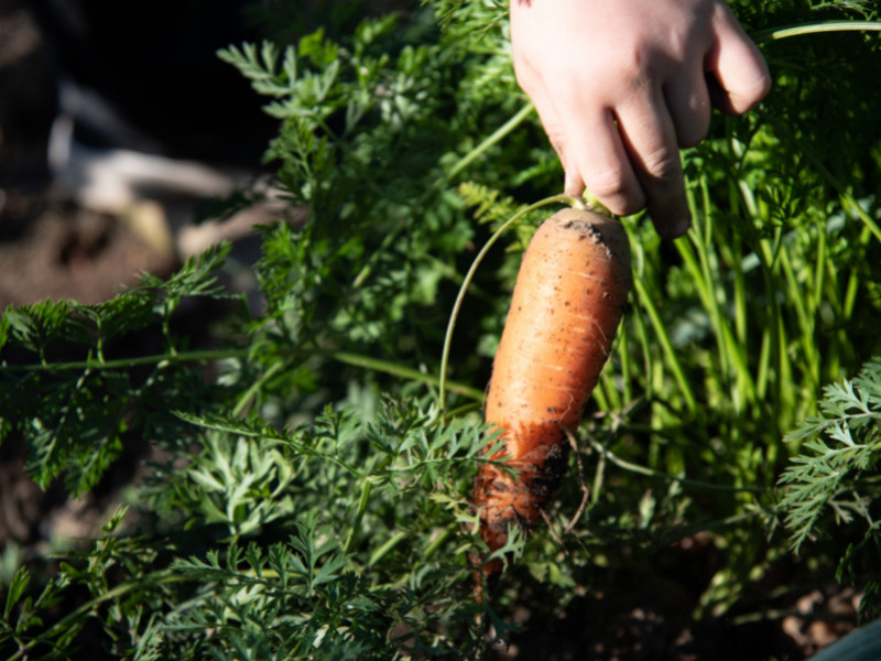 How to Grow Carrots in Your Backyard