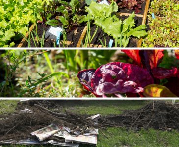 Which Gardening Method is Best?
